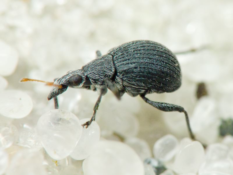 Oxystoma craccae (Linnaeus, 1767)